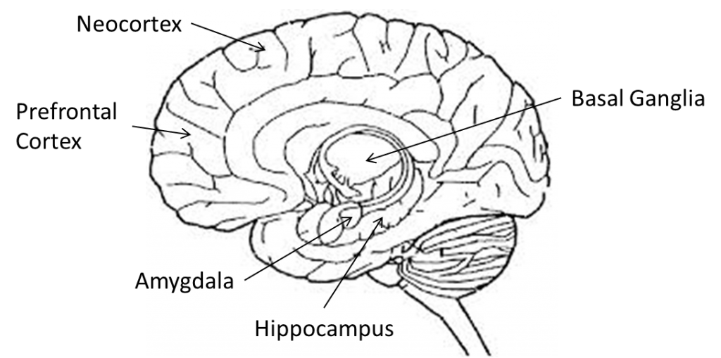 Brain Section.jpg